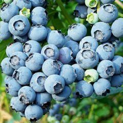 Blueberry — Emerald, VIC — Emerald Gardens Nursery