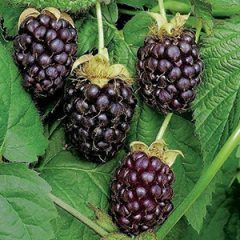 Boysenberry — Emerald, VIC — Emerald Gardens Nursery