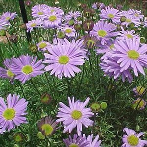 Brachyscome — Emerald, VIC — Emerald Gardens Nursery