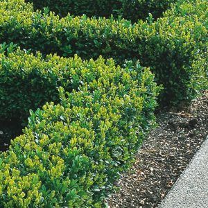 Buxus ‘Dutch Box’ — Emerald, VIC — Emerald Gardens Nursery