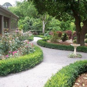 Buxus ‘English Box’ — Emerald, VIC — Emerald Gardens Nursery