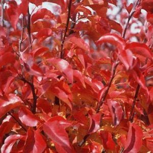 Pyrus ‘Cleveland Select Ornamental Pear’ — Emerald, VIC — Emerald Gardens Nursery