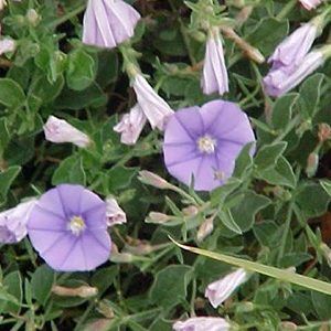 Convolvulus Sabattus — Emerald, VIC — Emerald Gardens Nursery