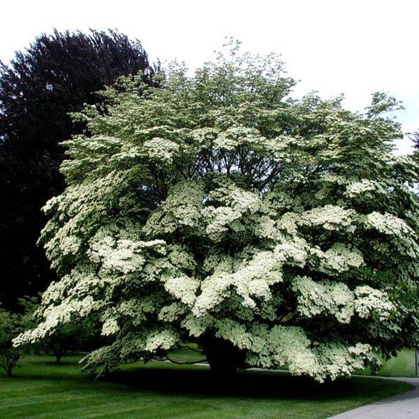 Japanese Dogwood — Emerald, VIC — Emerald Gardens Nursery
