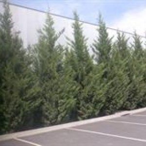 Cuprocyparis ‘Leighton Green’ — Emerald, VIC — Emerald Gardens Nursery