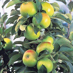 Dwarf Apples — Emerald, VIC — Emerald Gardens Nursery