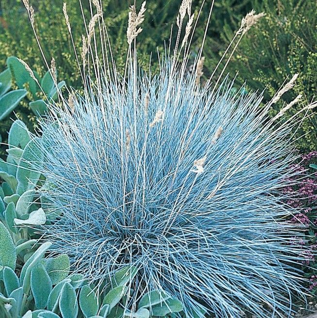 Festuca Glauca Blue Fescue Grass Festuca Glauca Blue Fescue Grass