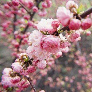 Flowering Almonds — Emerald, VIC — Emerald Gardens Nursery