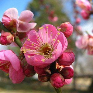Flowering Apricots — Emerald, VIC — Emerald Gardens Nursery