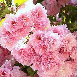 Flowering Cherries — Emerald, VIC — Emerald Gardens Nursery