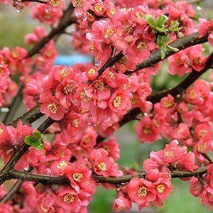 Flowering Peach — Emerald, VIC — Emerald Gardens Nursery