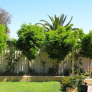 Gleditsia — Emerald, VIC — Emerald Gardens Nursery