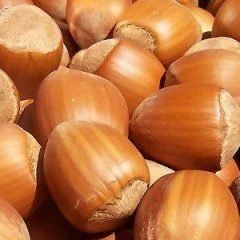 Hazelnut — Emerald, VIC — Emerald Gardens Nursery