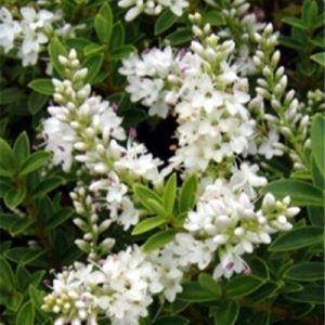 Hebe Buxifolia — Emerald, VIC — Emerald Gardens Nursery