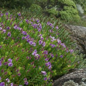 Hebe ‘Inspiration’ — Emerald, VIC — Emerald Gardens Nursery