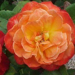 Jubilee 150 — Emerald, VIC — Emerald Gardens Nursery