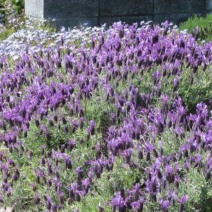 Lavender Avonview — Emerald, VIC — Emerald Gardens Nursery