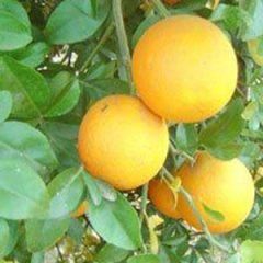 Lemonade Lemon — Emerald, VIC — Emerald Gardens Nursery