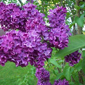 Lilacs — Emerald, VIC — Emerald Gardens Nursery