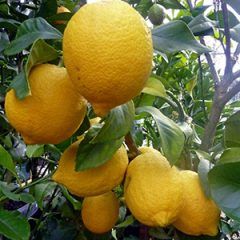 Lisbon Lemon — Emerald, VIC — Emerald Gardens Nursery