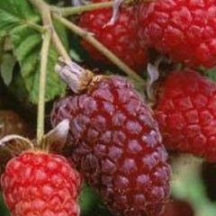 Loganberry — Emerald, VIC — Emerald Gardens Nursery