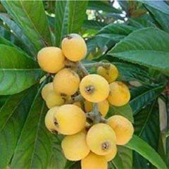 Loquat — Emerald, VIC — Emerald Gardens Nursery