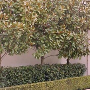 Magnolia ‘Little Gem’ — Emerald, VIC — Emerald Gardens Nursery
