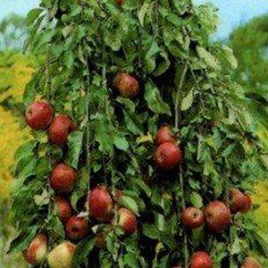 Malus (Fruiting Apple) — Emerald, VIC — Emerald Gardens Nursery