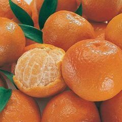 Mandarin — Emerald, VIC — Emerald Gardens Nursery