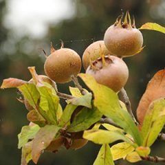 Medlar — Emerald, VIC — Emerald Gardens Nursery