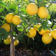 Meyer Lemon — Emerald, VIC — Emerald Gardens Nursery