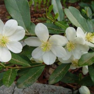 Michelia ‘Scented Pearl’ — Emerald, VIC — Emerald Gardens Nursery