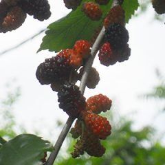 Mulberry — Emerald, VIC — Emerald Gardens Nursery