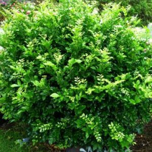 Murraya ‘Orange Jessamine’ — Emerald, VIC — Emerald Gardens Nursery