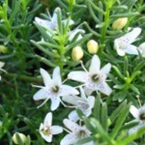 Myoporum parvifolium — Emerald, VIC — Emerald Gardens Nursery