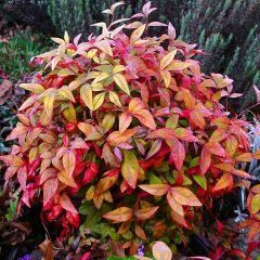 Dwarf Nandina — Emerald, VIC — Emerald Gardens Nursery