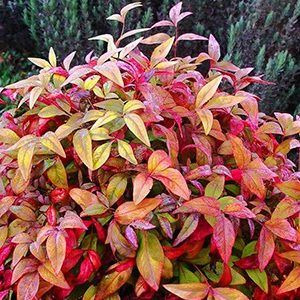 Dwarf Sacred Bamboo — Emerald, VIC — Emerald Gardens Nursery