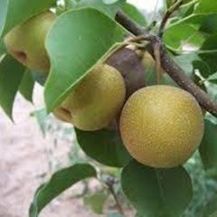 Pears Nashi — Emerald, VIC — Emerald Gardens Nursery
