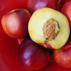 Nectarine — Emerald, VIC — Emerald Gardens Nursery