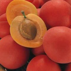 Cross Breed Fruit — Emerald, VIC — Emerald Gardens Nursery