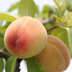 Peaches — Emerald, VIC — Emerald Gardens Nursery