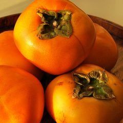 Persimmon — Emerald, VIC — Emerald Gardens Nursery