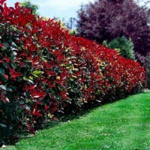Photinia ‘Robusta’ — Emerald, VIC — Emerald Gardens Nursery