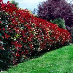 Photinia Robusta — Emerald, VIC — Emerald Gardens Nursery