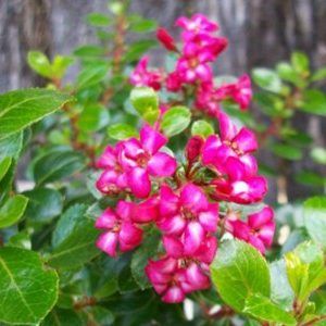 Escallonia ‘Pink Pixie’ — Emerald, VIC — Emerald Gardens Nursery