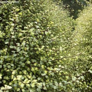 Pittosporum ‘Stirling Gold’ — Emerald, VIC — Emerald Gardens Nursery