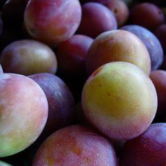 Plum — Emerald, VIC — Emerald Gardens Nursery