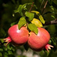 Pomegranate — Emerald, VIC — Emerald Gardens Nursery