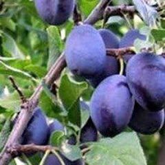 Prune-Plum — Emerald, VIC — Emerald Gardens Nursery