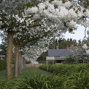 Prunus (Flowering Cherry) — Emerald, VIC — Emerald Gardens Nursery